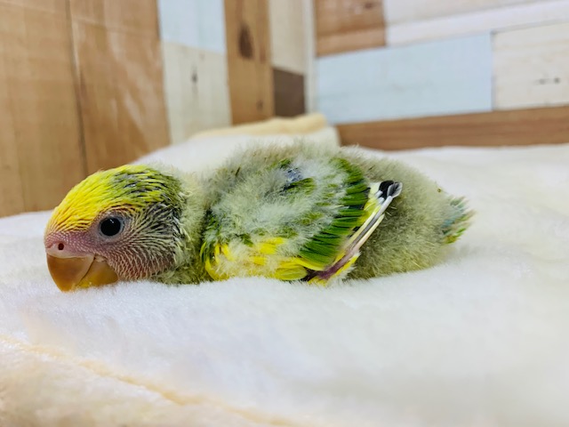 コザクラインコ（小桜インコ）