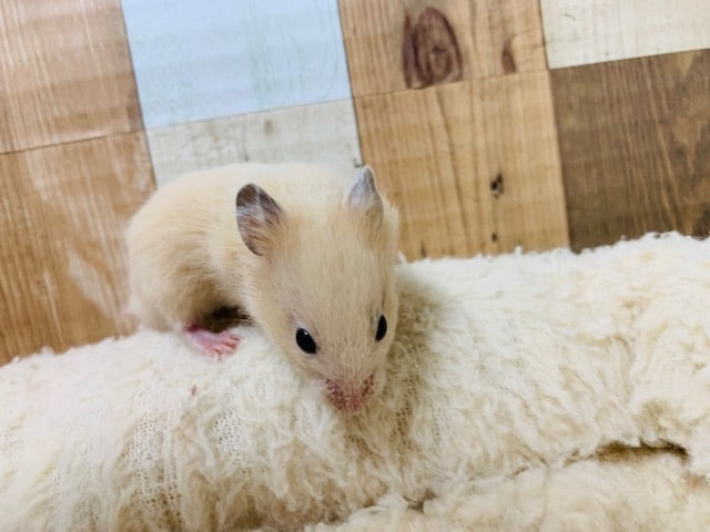 ゴールデンハムスター