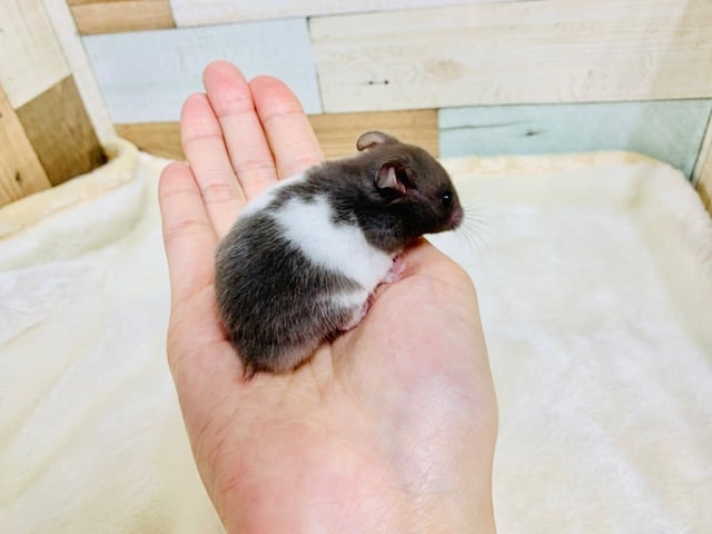 ゴールデンハムスター