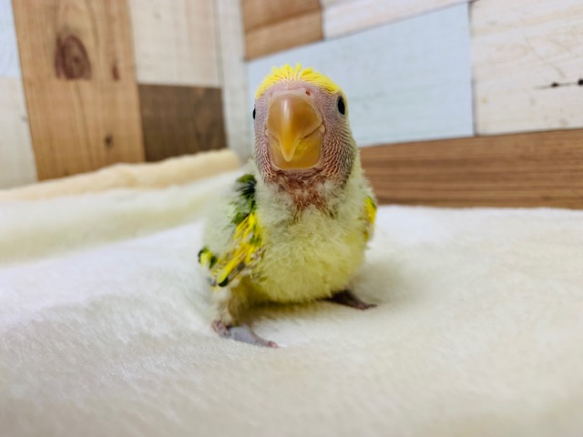 コザクラインコ（小桜インコ）