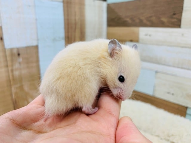 ゴールデンハムスター