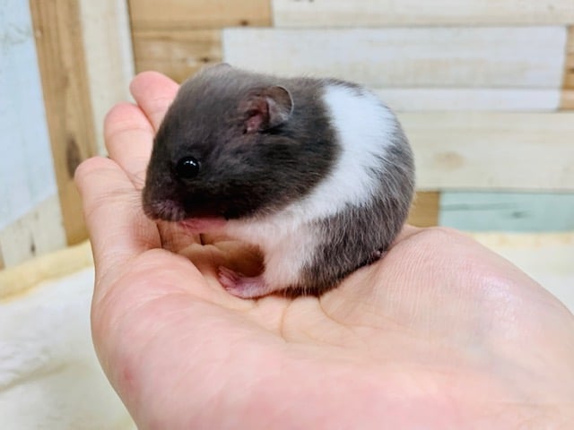 ゴールデンハムスター