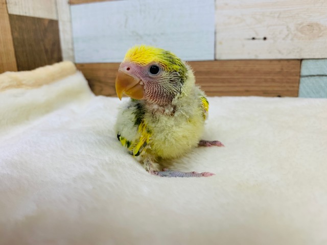 コザクラインコ（小桜インコ）