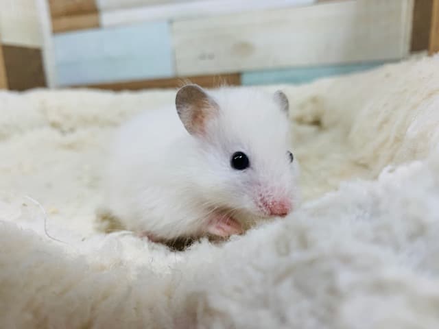 ゴールデンハムスター