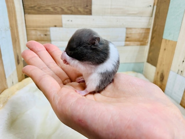 ゴールデンハムスター