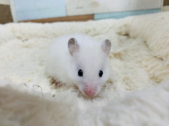 ゴールデンハムスター