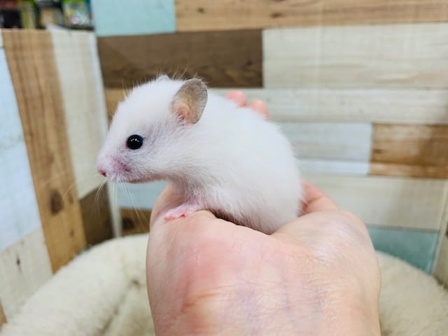 ゴールデンハムスター