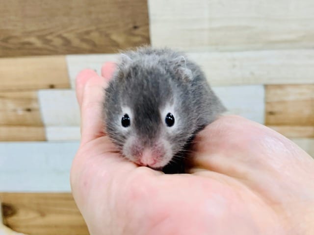 ゴールデンハムスター