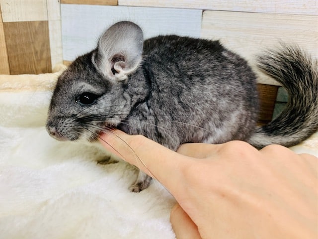 チンチラ
