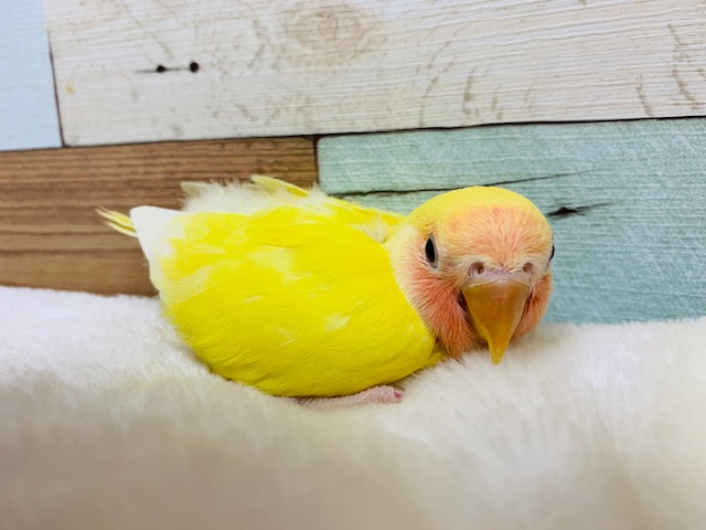 コザクラインコ（小桜インコ）