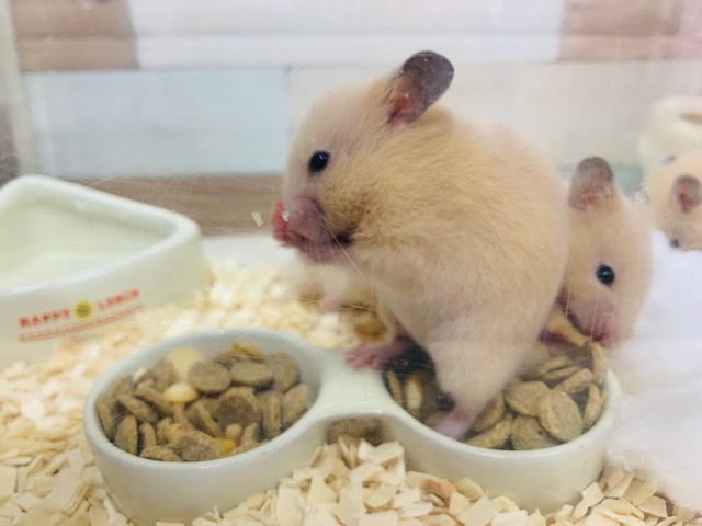 ゴールデンハムスター