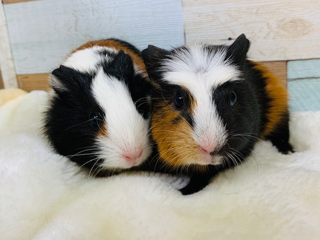 クレステッドモルモット