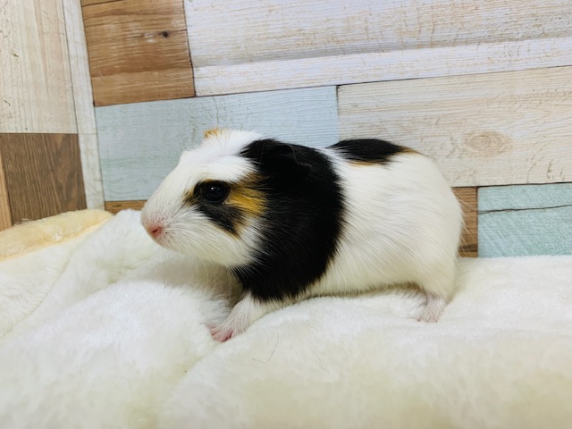 クレステッドモルモット