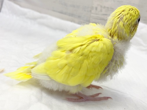 セキセイインコ