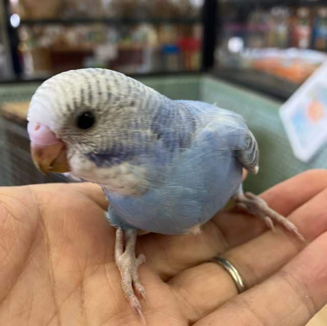 セキセイインコ