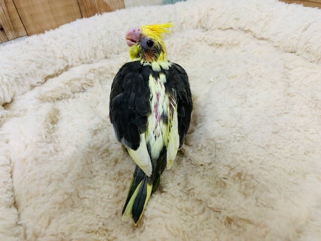 オカメインコ