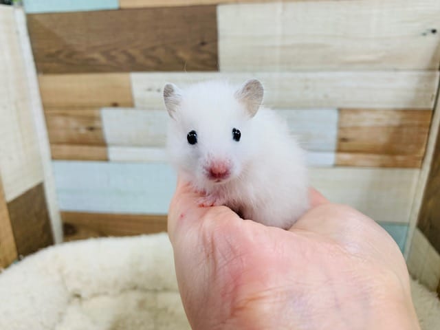 ゴールデンハムスター