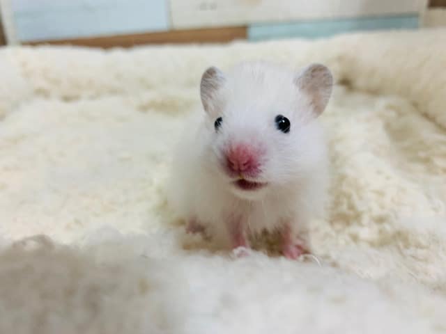 ゴールデンハムスター