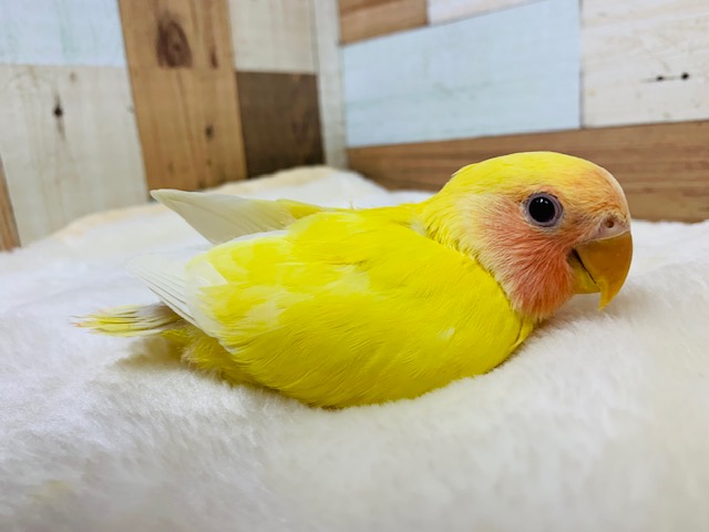 コザクラインコ（小桜インコ）