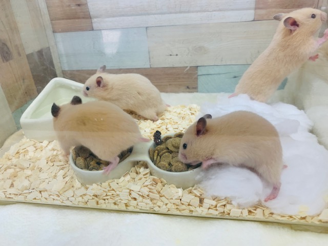 ゴールデンハムスター