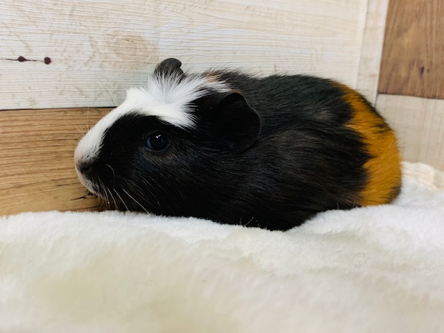 クレステッドモルモット