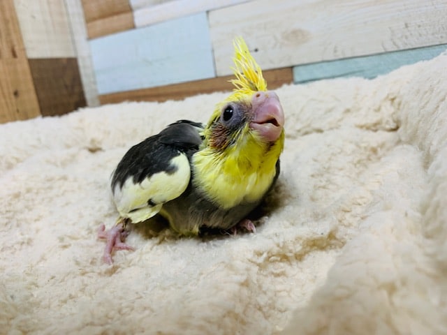 オカメインコ