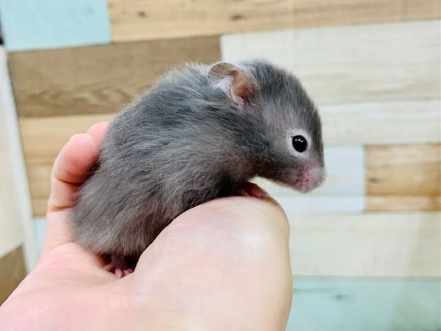 ゴールデンハムスター