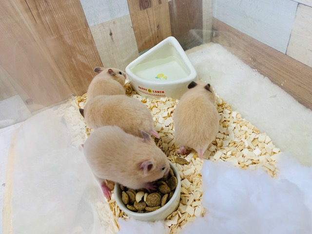 ゴールデンハムスター