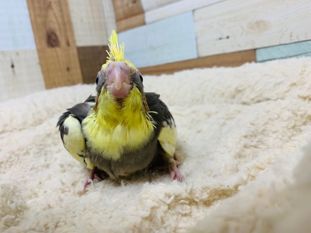 オカメインコ