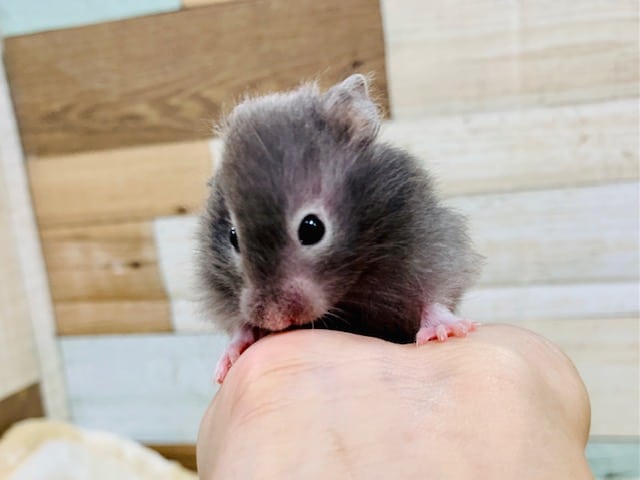 ゴールデンハムスター