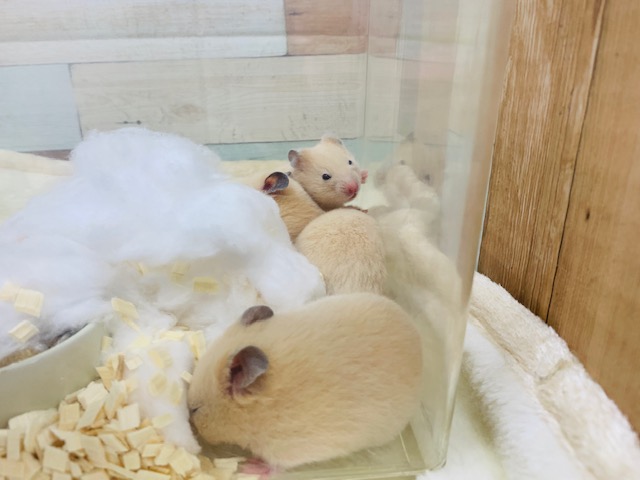 ゴールデンハムスター