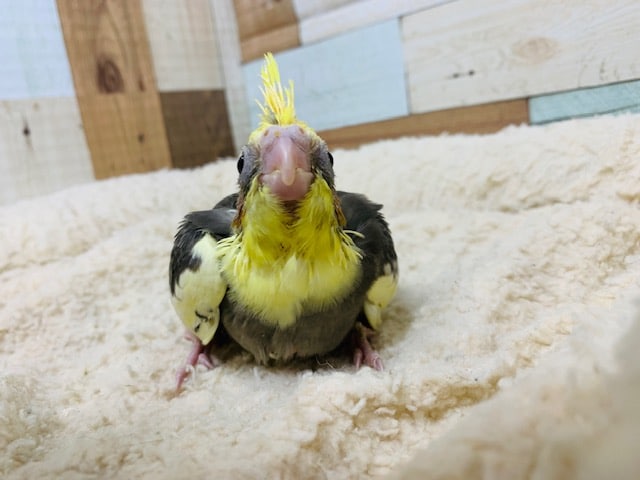 オカメインコ