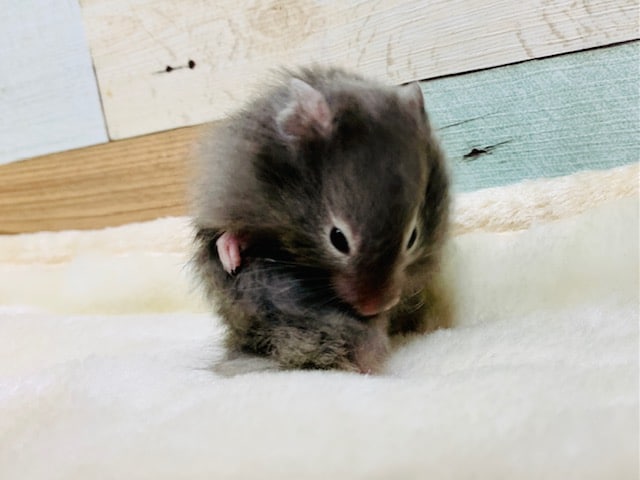 ゴールデンハムスター