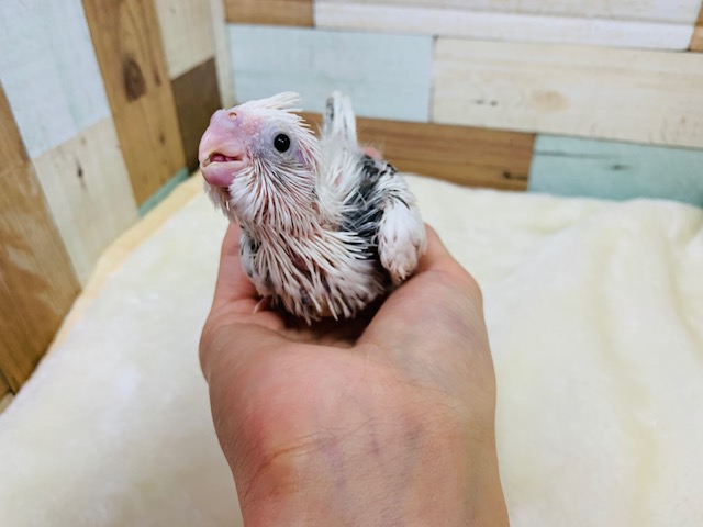 オカメインコ