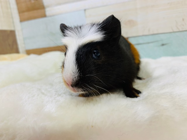 クレステッドモルモット