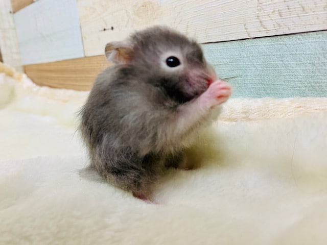 ゴールデンハムスター