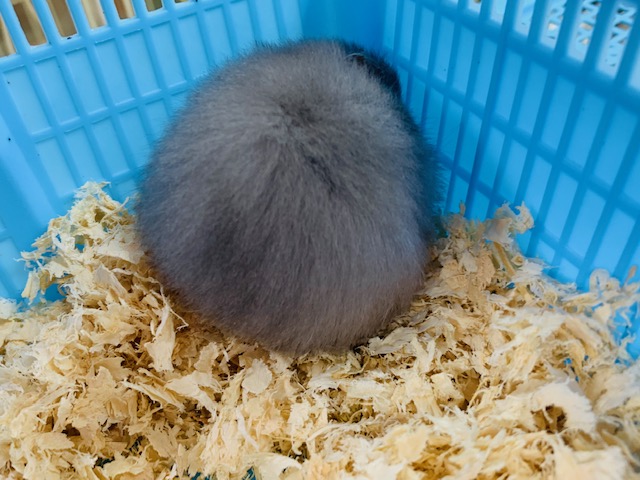 ゴールデンハムスター