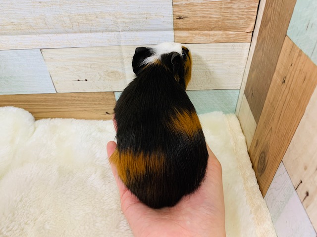 クレステッドモルモット