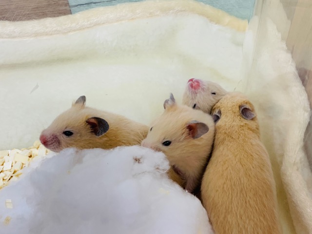 ゴールデンハムスター