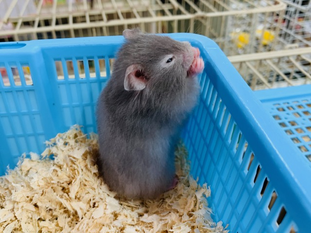 ゴールデンハムスター