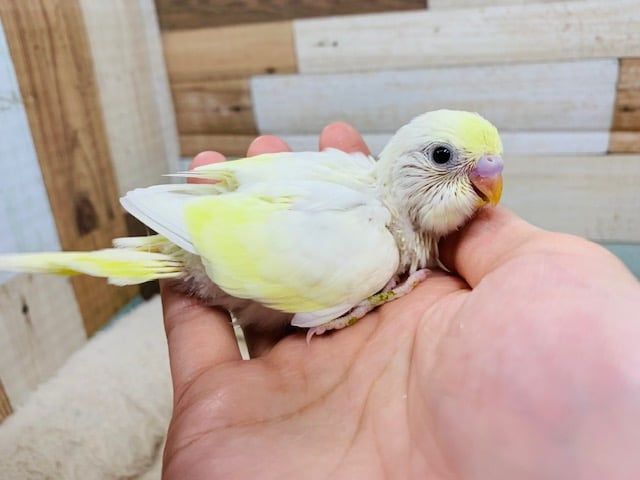 セキセイインコ