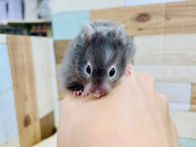 ゴールデンハムスター