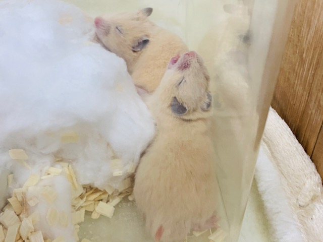 ゴールデンハムスター