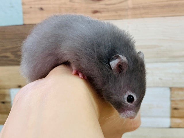 ゴールデンハムスター