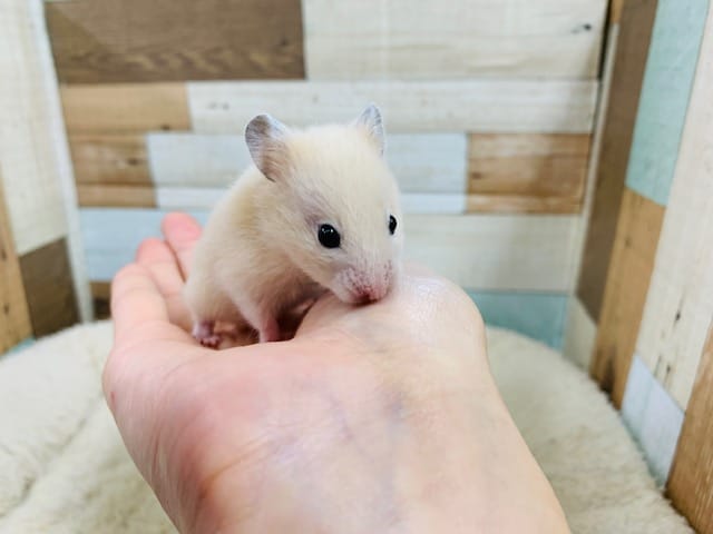 ゴールデンハムスター