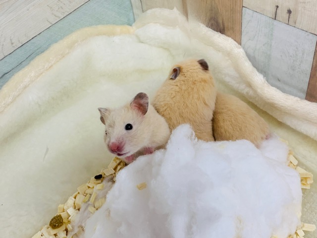 ゴールデンハムスター