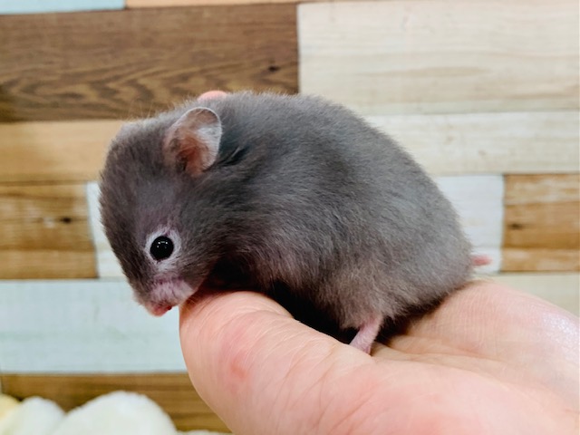 ゴールデンハムスター