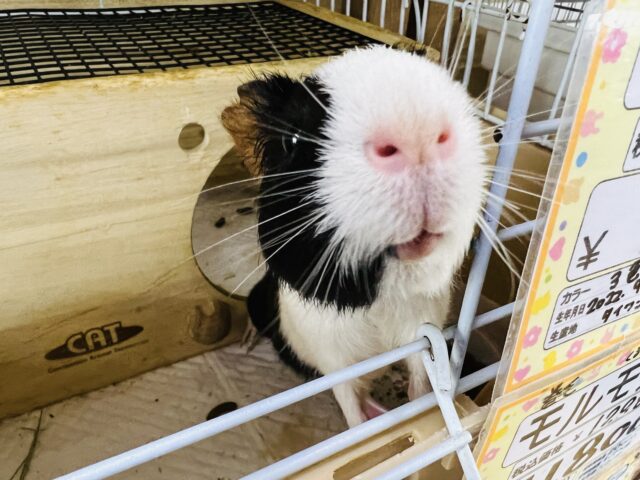 イングリッシュモルモット