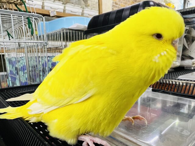 ジャンボセキセイインコ