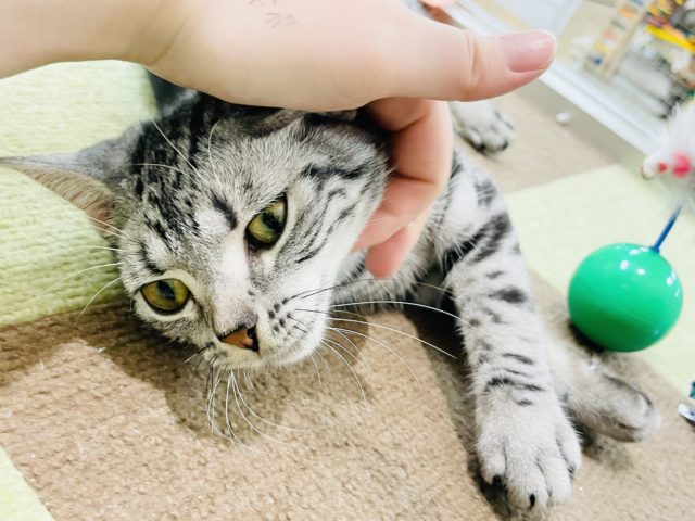 アメリカンショートヘア